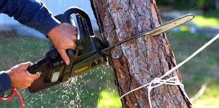 How Our Tree Care Process Works  in  Lancaster, CA